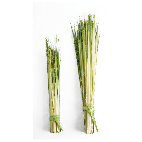 Long Individual Palm Strips for Palm Sunday